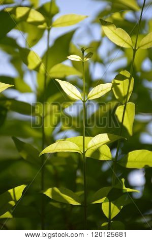 fresh green Wrightia religiosa Benth leaves