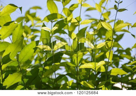 fresh green Wrightia religiosa Benth leaves