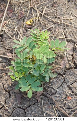 young Senna siamea plants