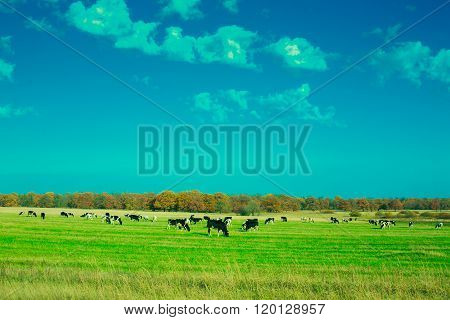 Cows