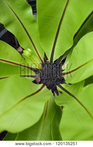 fresh asplenium nidus plants