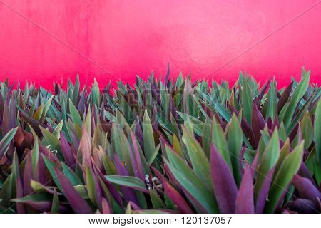 Oyster Plant On Red Background