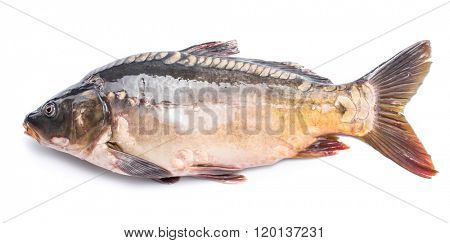 Common carp -food fish isolated on a white background.