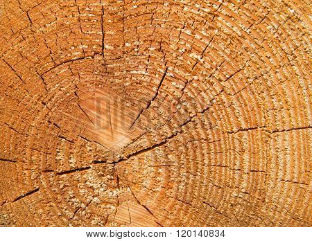 Sawn tree log with concentric circles showing its age in years background texture