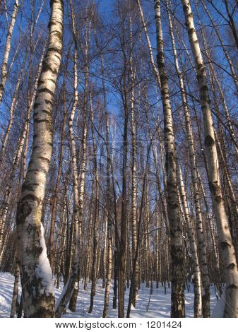 Forêt d'hiver