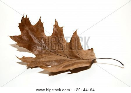 Dry Autumn Oak Leaf On  Over White