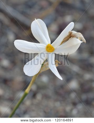 Narcissus Serotinus