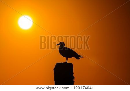 Seagull