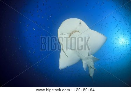 Shark Ray (Bowmouth Guitarfish) (Guitar Shark) (Rhina anclyostoma)