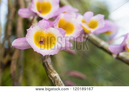 Wild flower orchid , Dendrobium primulinum Laos