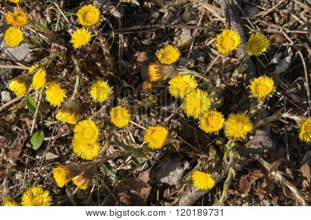 Tussilago farfara on gravel