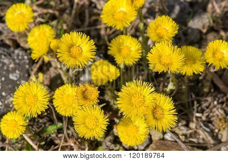 Tussilago farfara on gravel