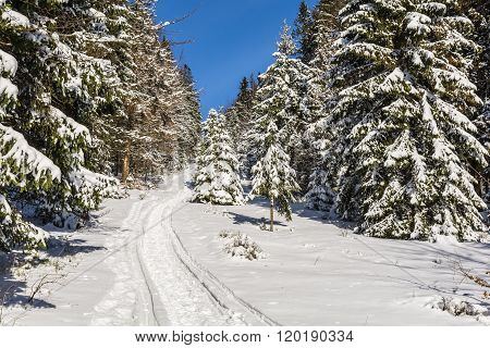 Trail Through The Woods Winter Season.
