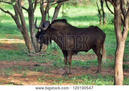 Black Wildebeest. African Wildlife, Namibia