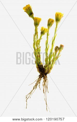 Tussilago farfara on a white background