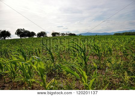 Young green maize field. Growing corn plant on sunny summer day in countryside. Slovakia