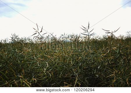 Ripe seeds of rape. Field of green ripeness oilseed rape isolated on a cloudy blue sky in summer tim