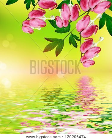 Pink Bleeding Heart Flower