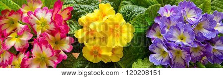 Colorful primula flowers .