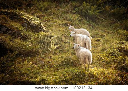 Three curious sheep