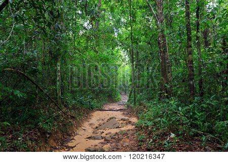 Path in the wet and deep jungle of Ko Mook island in Thailand