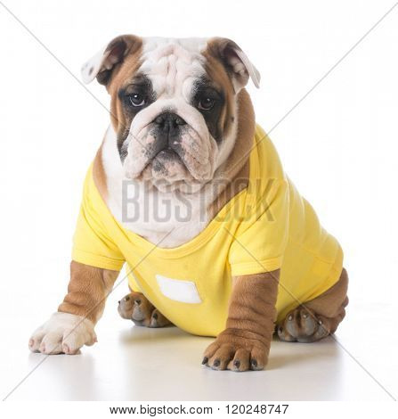 english bulldog puppy wearing yellow sweater on white background