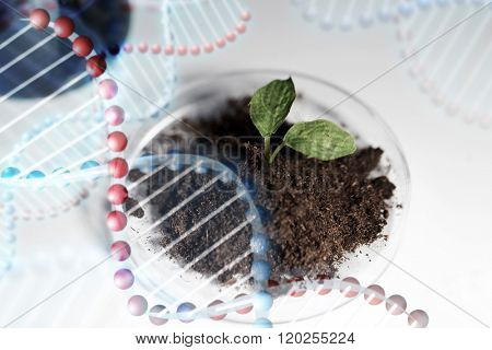 science, biology, ecology, research and green future - concept - close up of petri dish with plant and soil in bio laboratory over dna molecule structure