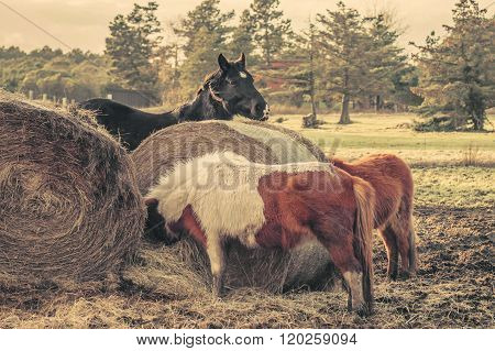 Horses Eating A Straw Bale