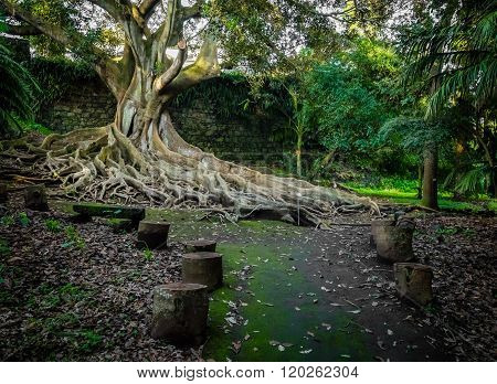 Enormous fig tree roots