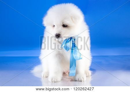 Sitting puppy of Samoyedskaja dog