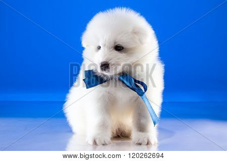 White furry puppy of Samoyedskaja dog