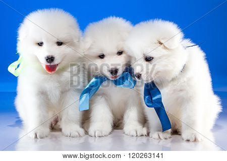 White cute puppies of Samoyedskaja dog