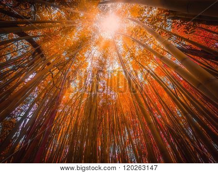 Bamboo forest in autumn