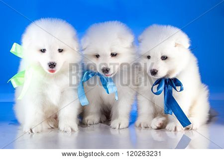 Little puppies of Samoyedskaja dog