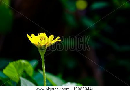 Melampodium Flower
