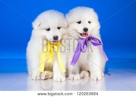 Little fluffy puppies of Samoyedskaja dog