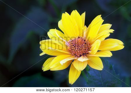 Arnica Blossom