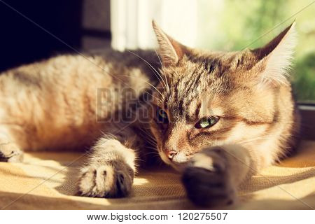 Close-up Portrait Of A Beautiful Domestic Cat