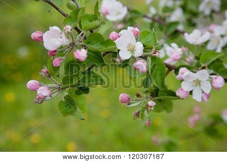 Blooming Apple Tree
