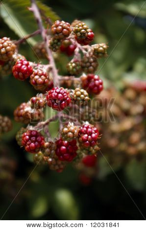 young blackberries