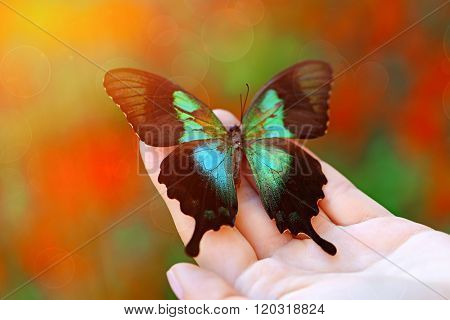 Beautiful colorful butterfly sitting on female hand, close-up