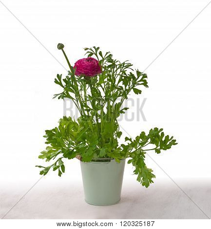 Blooming magenta ranunculus with flowers and buds in a gray bucket on a table