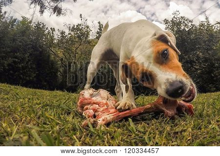 Small Jack Russell Terrier Dog Chewing An Oversize Sheep Bone Outdoor