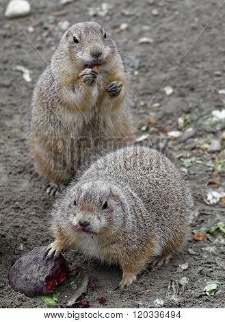 Prairie Dog