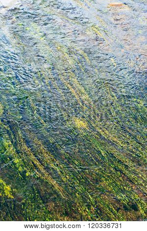 algae in river