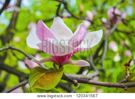 Opened pink magnolia flower among the branches of the tree. Out of close-up on a sunny spring day. Spring seasons time of year.