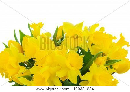 yellow spring narcissus