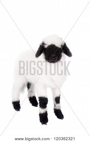 Funny Valais lamb Isolated On White background
