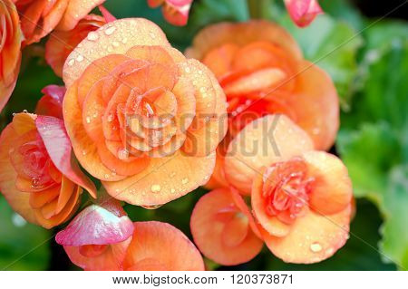 Numerous Bright Flowers Of Tuberous Begonias (begonia Tuberhybrida)