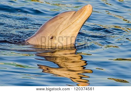 Dolphin